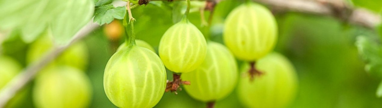 Агрус Білоруський цукровий: характеристика, особливості вирощування і розмноження