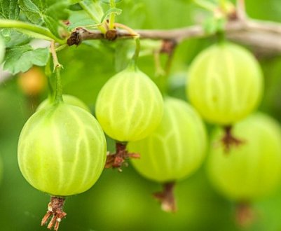 Агрус Білоруський цукровий: характеристика, особливості вирощування і розмноження