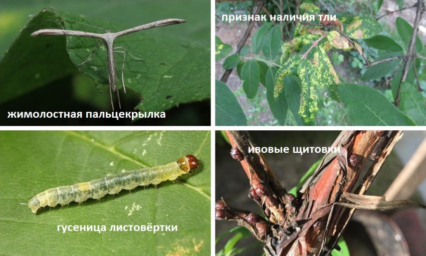 Шкідники жимолості Амфора Шкідники жимолості Амфора