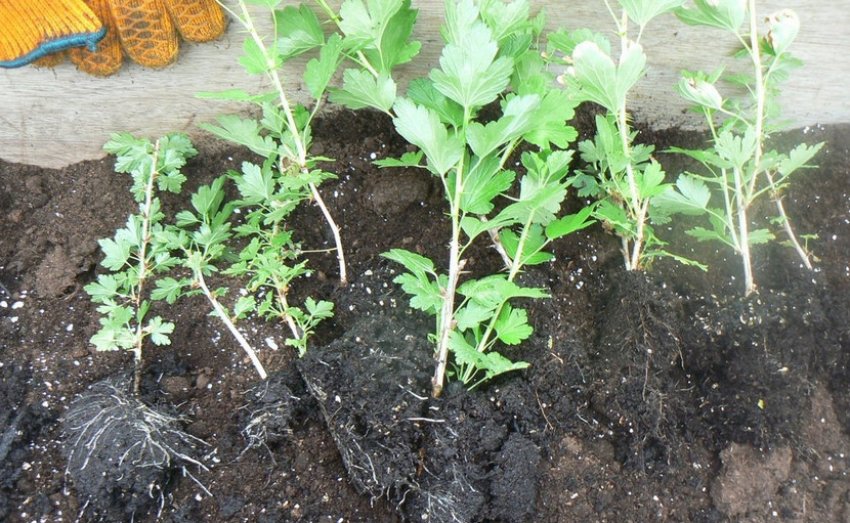 Саджанці агрусу