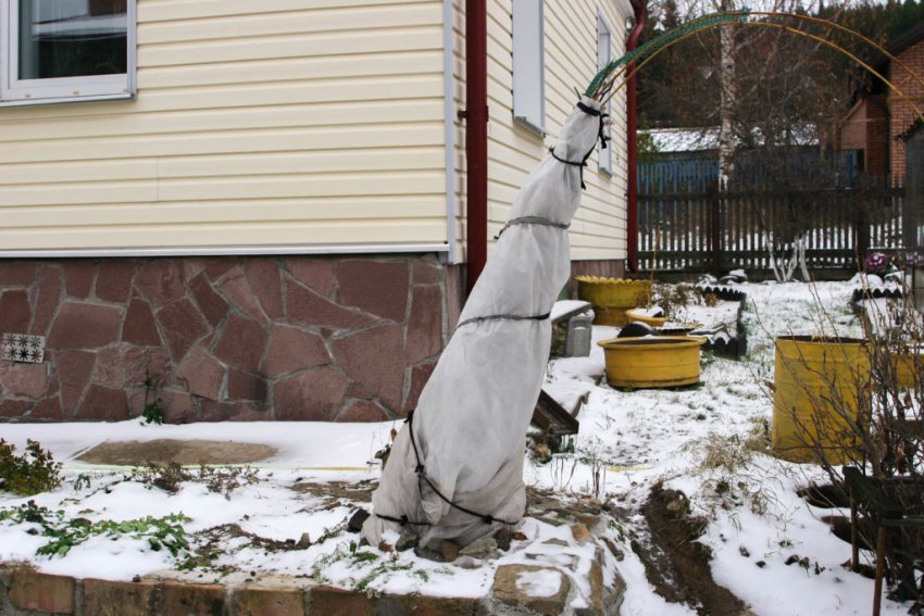 Укритий саджанець жимолості Укритий саджанець жимолості