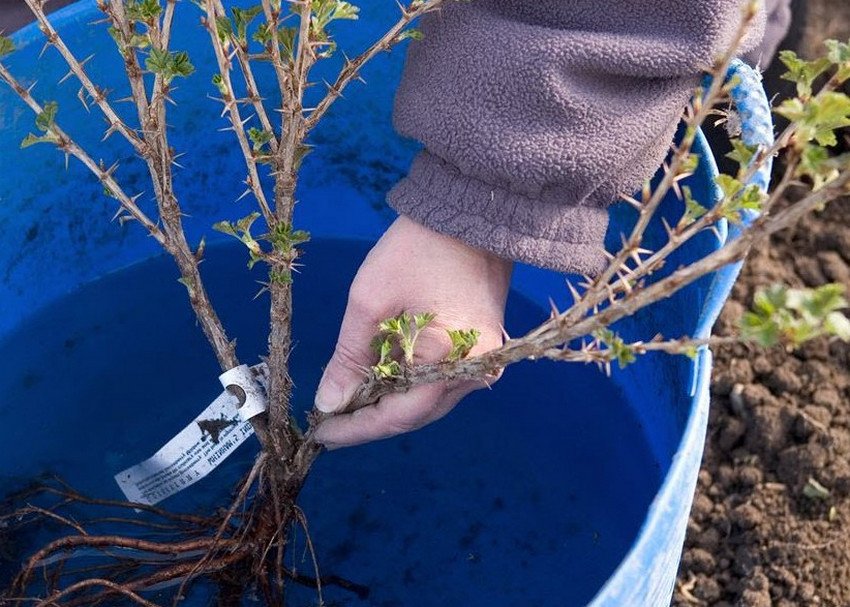 Замочування саджанців перед посадкою