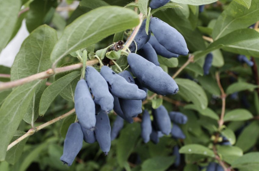 Достиглі ягоди жимолості Амфори Достиглі ягоди жимолості Амфори