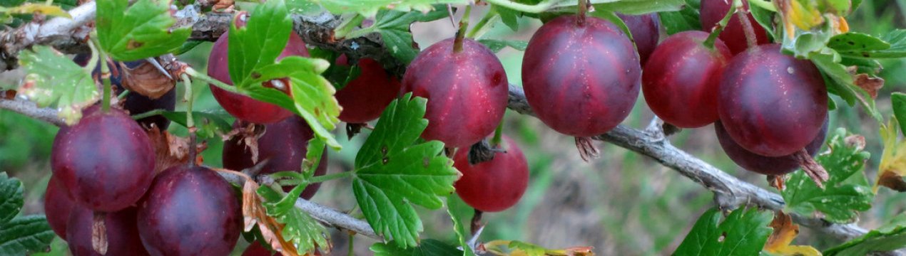 Агрус Фінік — зовнішній вигляд, основні характеристики сорту