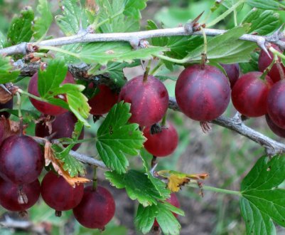 Агрус Фінік — зовнішній вигляд, основні характеристики сорту