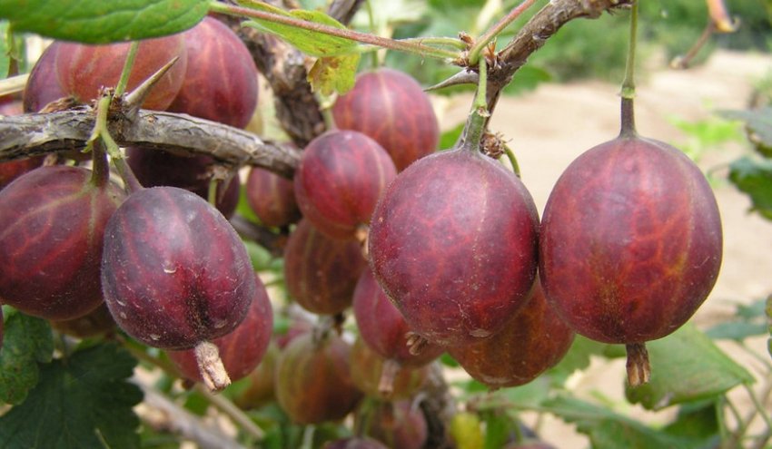 Агрус Фінік