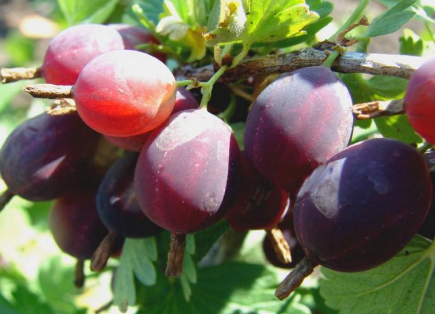 Зовнішній вигляд агрусу Фінік