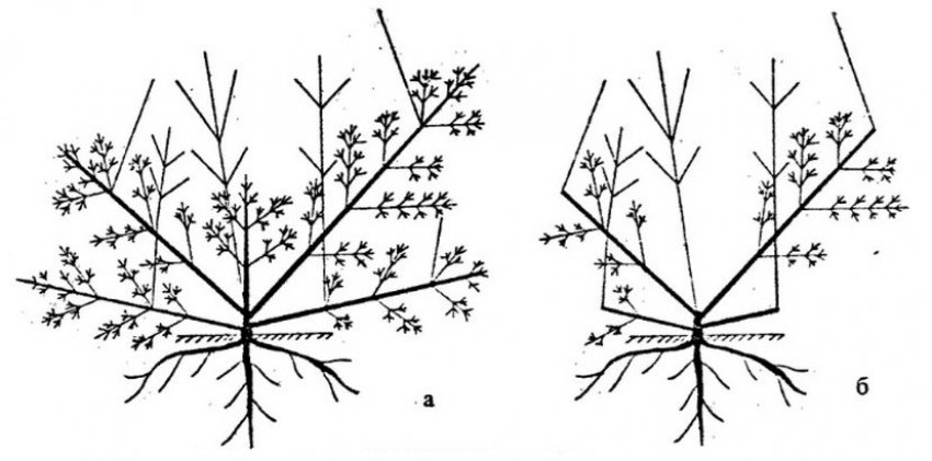 Схема обрізки жимолості Схема обрізки жимолості