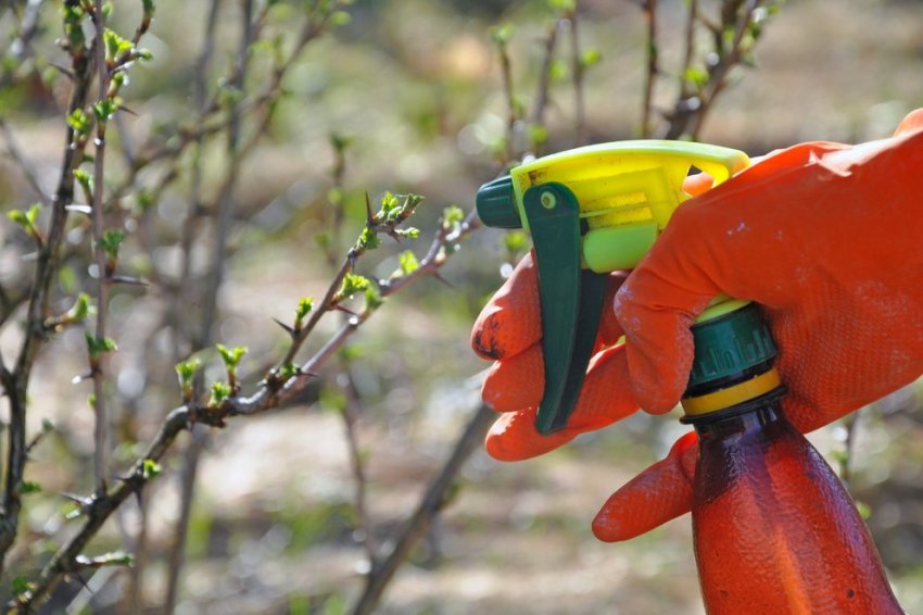 Обробка агрусу