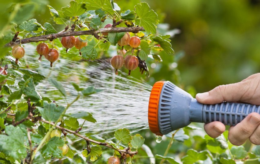 Боротьба з шкідниками і хворобами агрусу