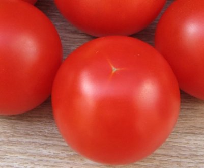 Помідори «Санька»: характеристика, агротехніка вирощування