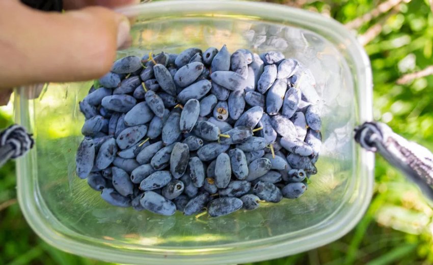 Збір врожаю жимолості Збір врожаю жимолості