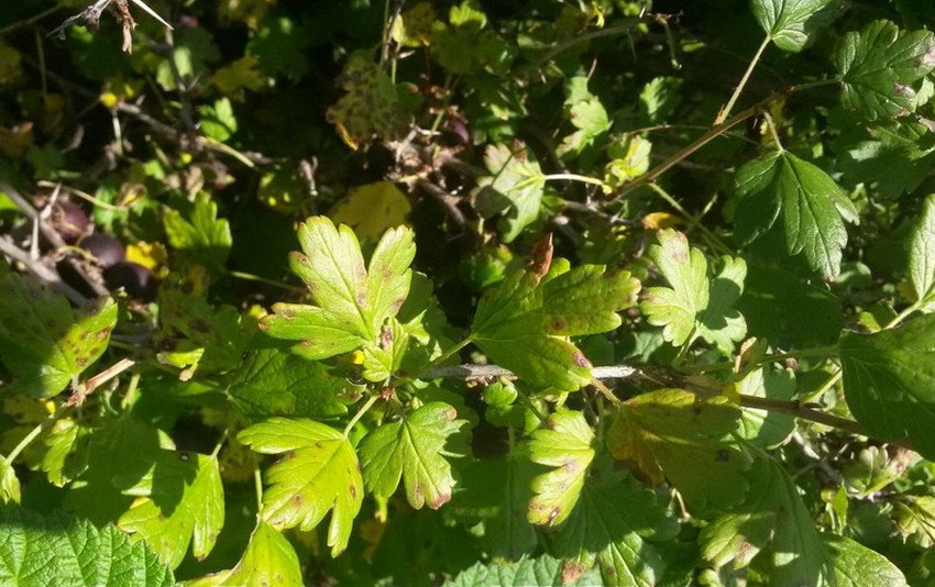 Антракноз агрусу