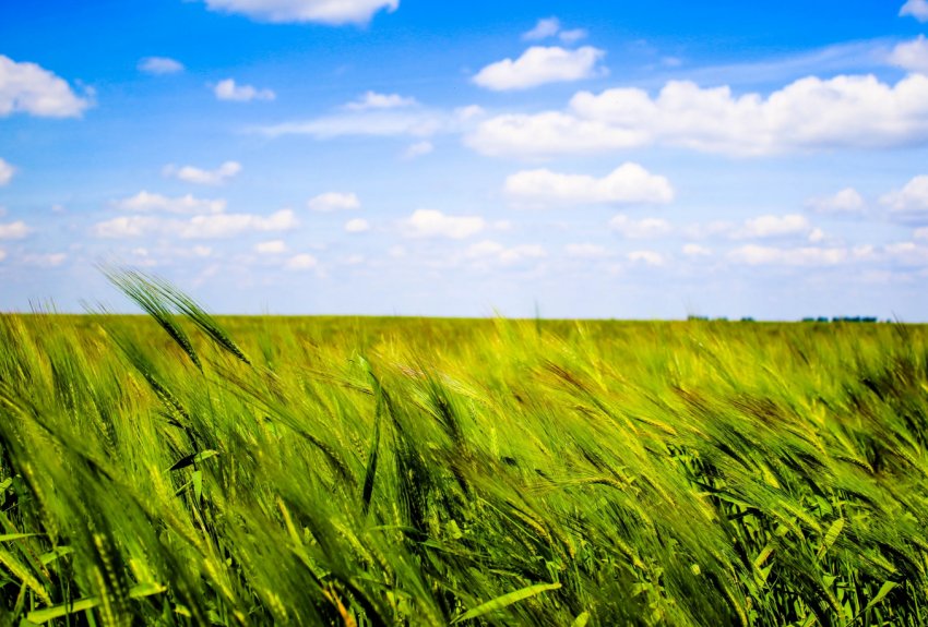 У наступному сезоні Україна може зібрати рекордних 94 мільйони тонн зерна У наступному сезоні Україна може зібрати рекордних 94 мільйони тонн зерна