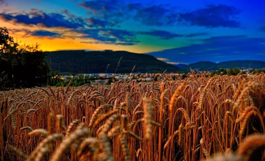 У наступному сезоні Україна може зібрати рекордних 94 мільйони тонн зерна У наступному сезоні Україна може зібрати рекордних 94 мільйони тонн зерна