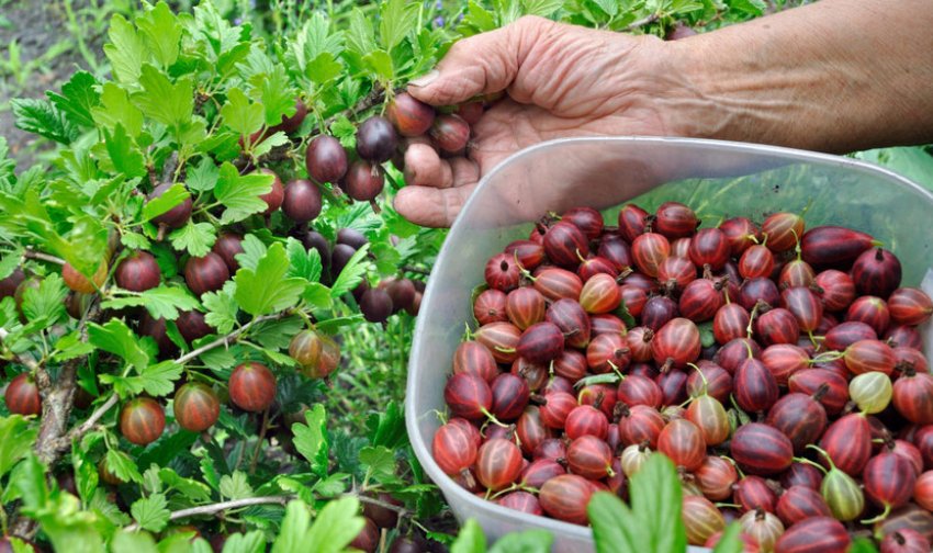 Збір врожаю агрусу