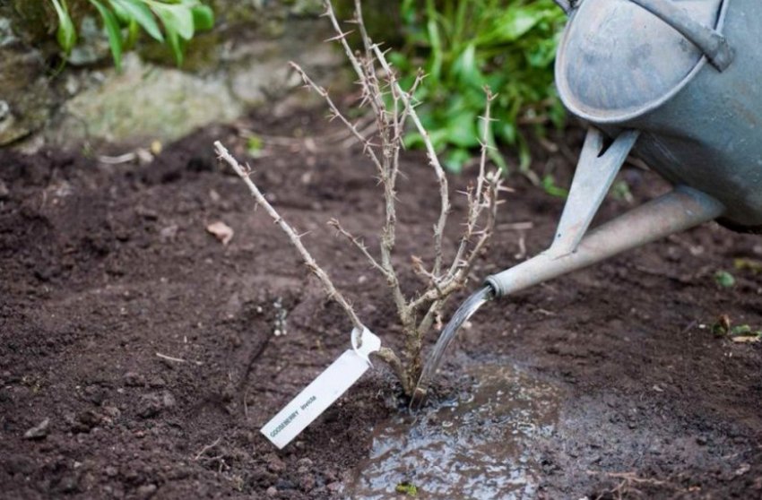 Посадка і полив агрусу