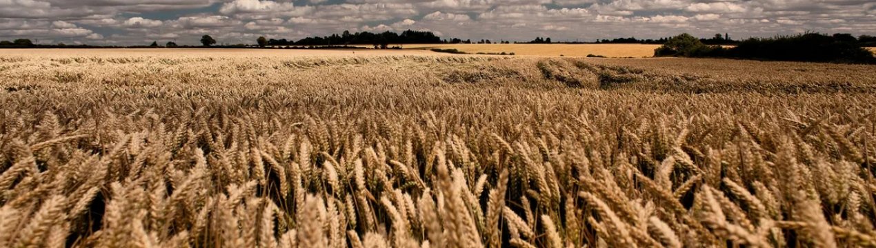 У наступному сезоні Україна може зібрати рекордних 94 мільйони тонн зерна