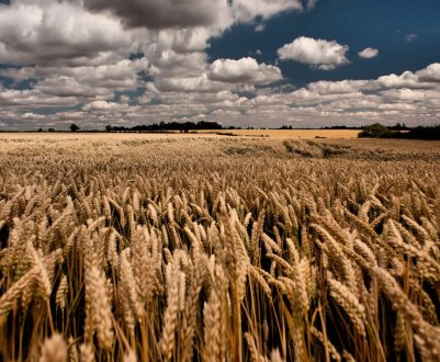 У наступному сезоні Україна може зібрати рекордних 94 мільйони тонн зерна