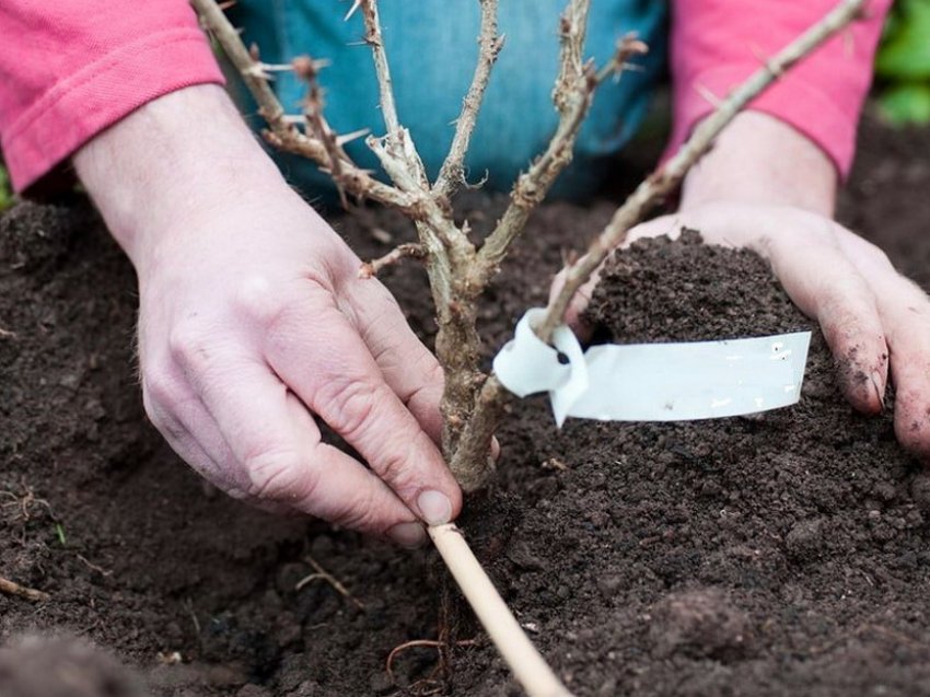 Посадка агрусу