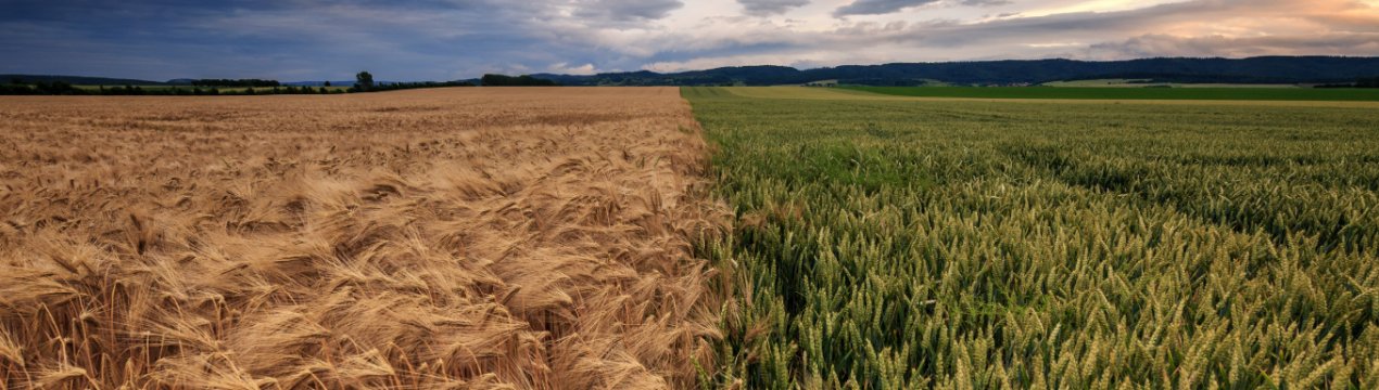 30 тисяч гектарів орних земель Донецької області опинилися заминированными