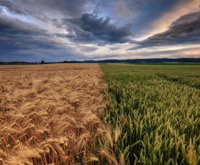 30 тисяч гектарів орних земель Донецької області опинилися заминированными 