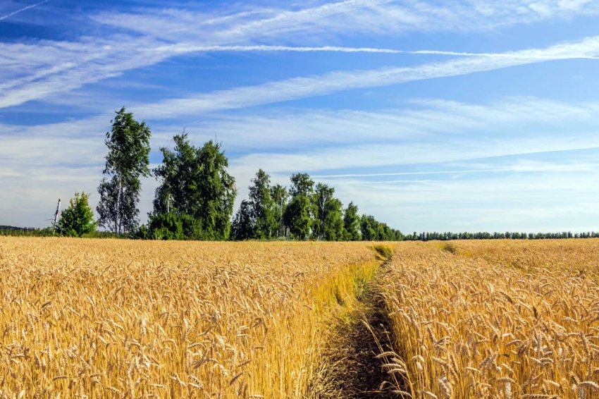 30 тисяч гектарів орних земель Донецької області опинилися заминированными