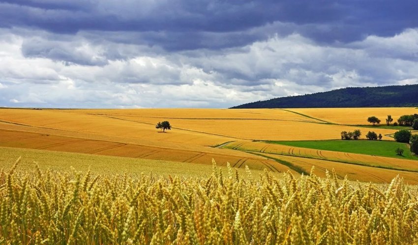 30 тисяч гектарів орних земель Донецької області опинилися заминированными