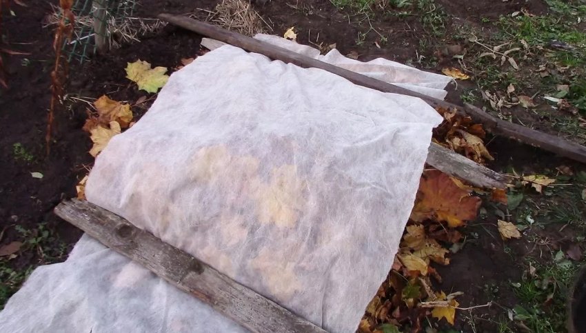 Укриття агрусу на зиму