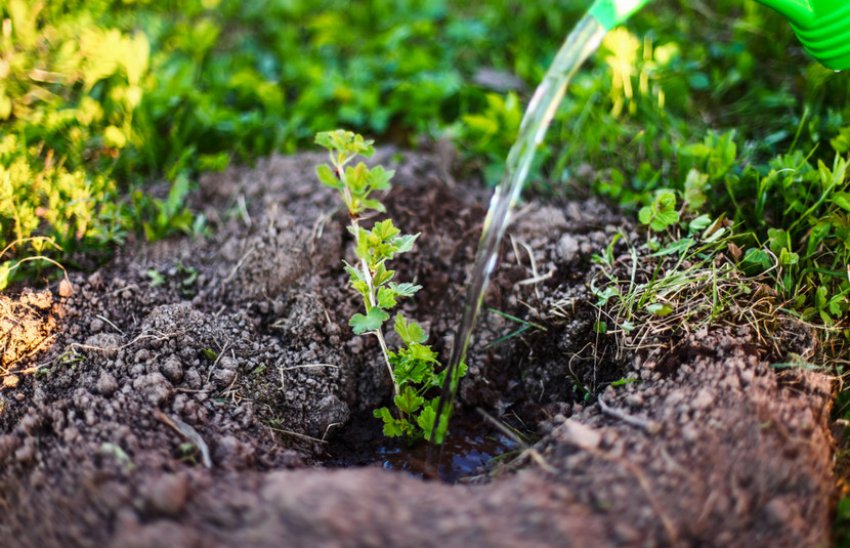 Полив агрусу