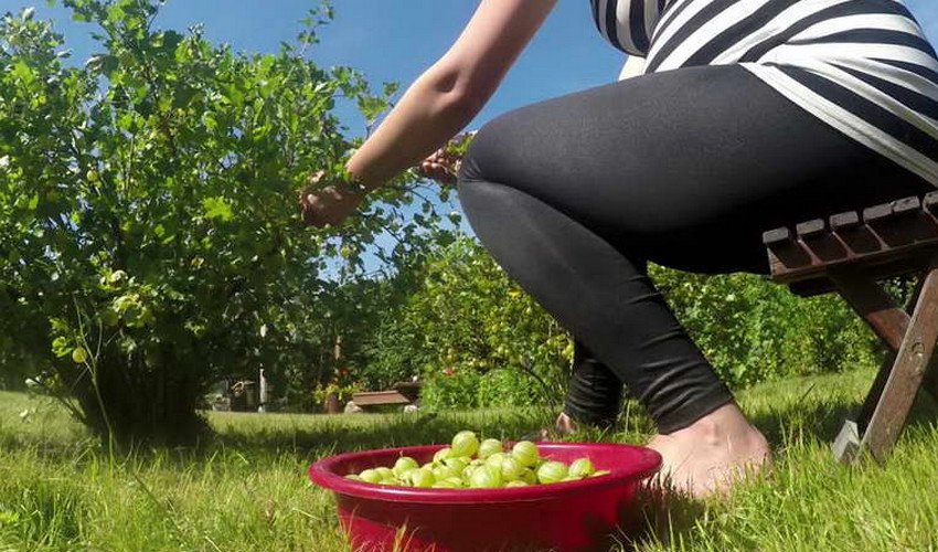 Збирання врожаю агрусу