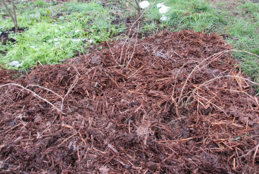 Мульчування агрусу