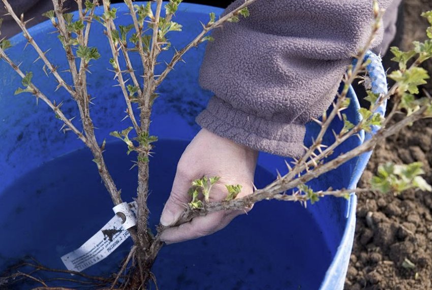 Замочування саджанці агрусу перед посадкою