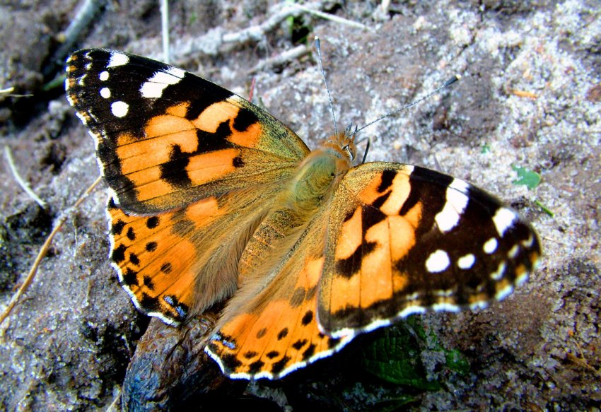 Гусениці чертополоховки пошкодили посіви соняшнику і сої в Україні Гусениці чертополоховки пошкодили посіви соняшнику і сої в Україні