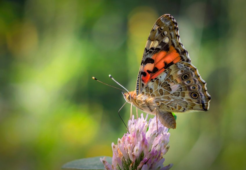 Гусениці чертополоховки пошкодили посіви соняшнику і сої в Україні Гусениці чертополоховки пошкодили посіви соняшнику і сої в Україні