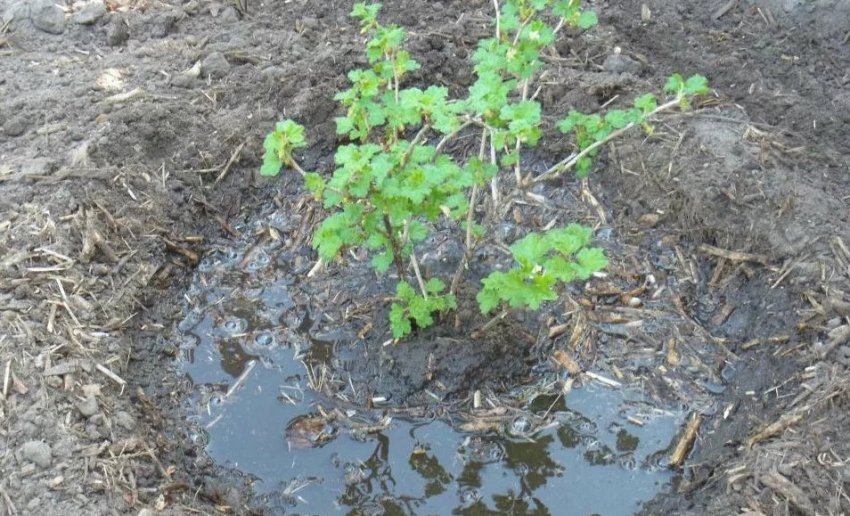 Полив агрусу Полив агрусу