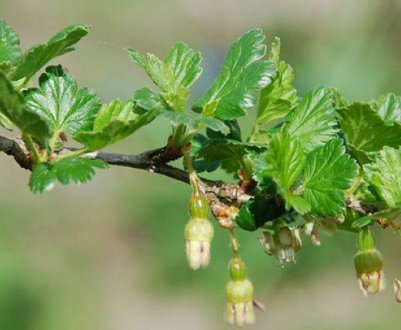 Коли починає плодоносити аґрус після посадки саджанців, скільки живе кущ агрусу