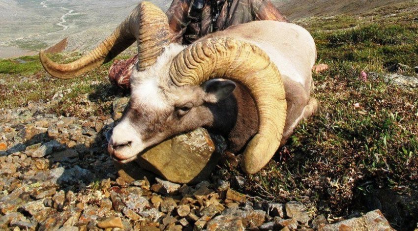Колимський сніговий баран Колимський сніговий баран
