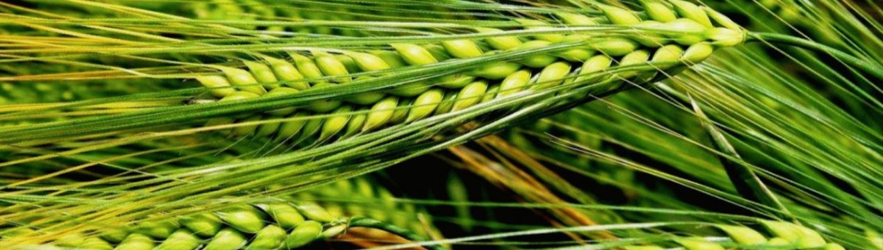 У Миколаївській області згоріло 23 гектари озимого ячменю