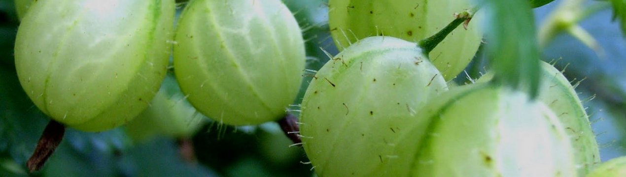 Агрус Донецький: характеристика, особливості вирощування і розмноження