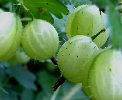 Агрус Донецький: характеристика, особливості вирощування і розмноження