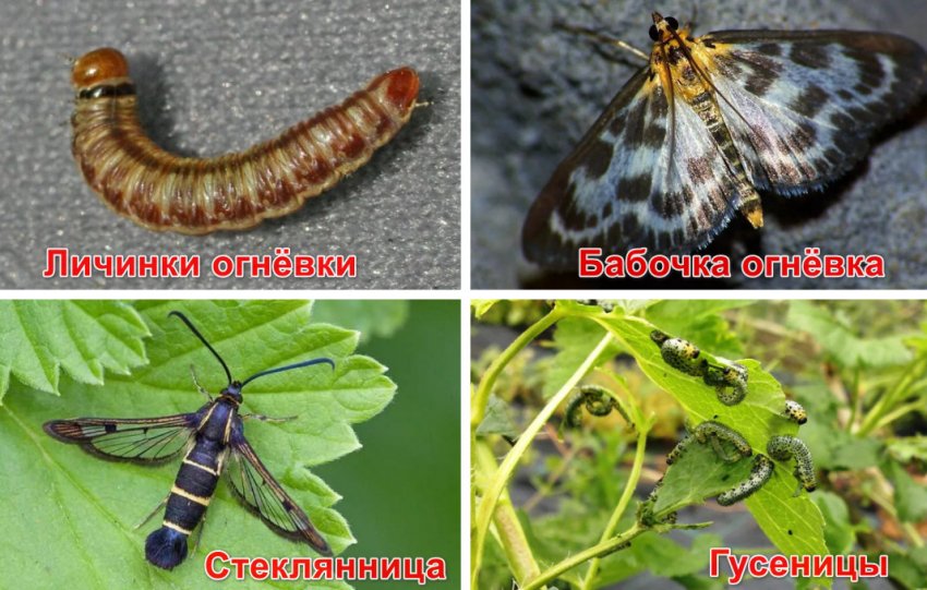 Шкідники агрусу Шкідники агрусу