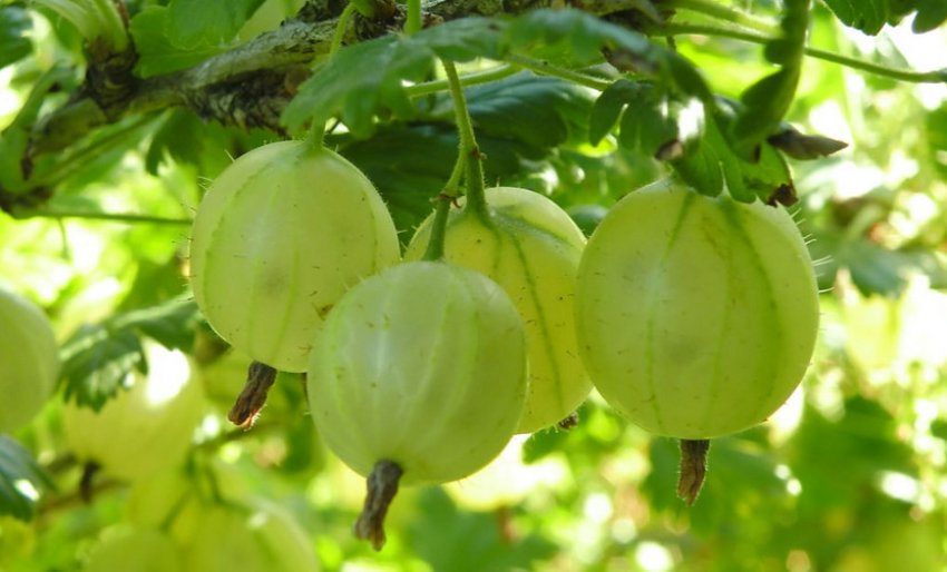 Агрус сорту Донецький