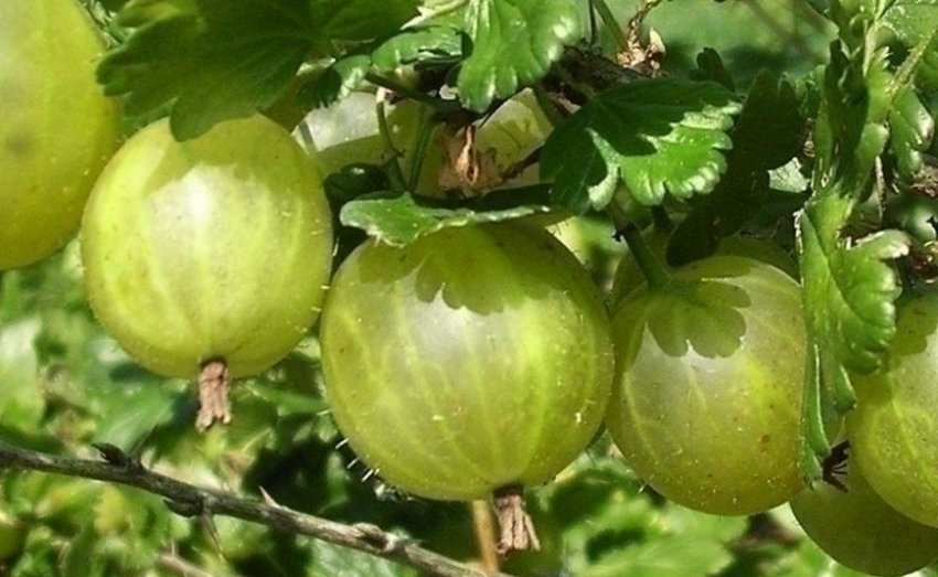 Агрус сорту Донецький