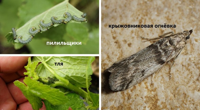 Шкідники агрусу