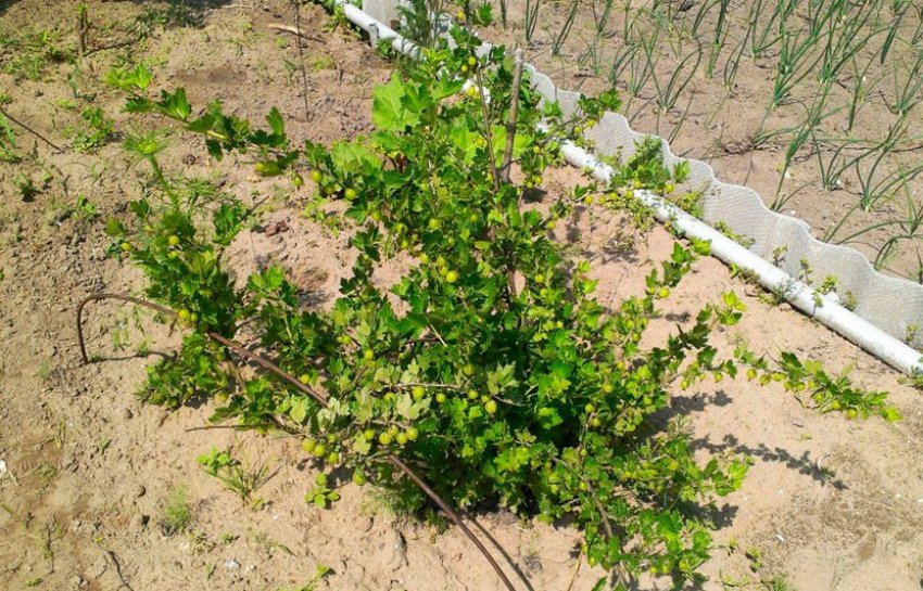 Кущі аґрусу