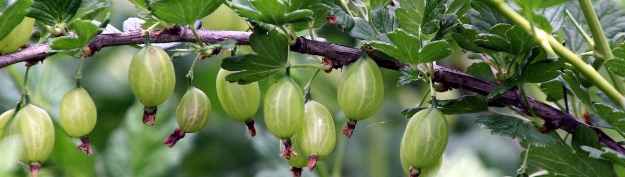 Агрус Зелений дощ: характеристика, особливості вирощування і розмноження