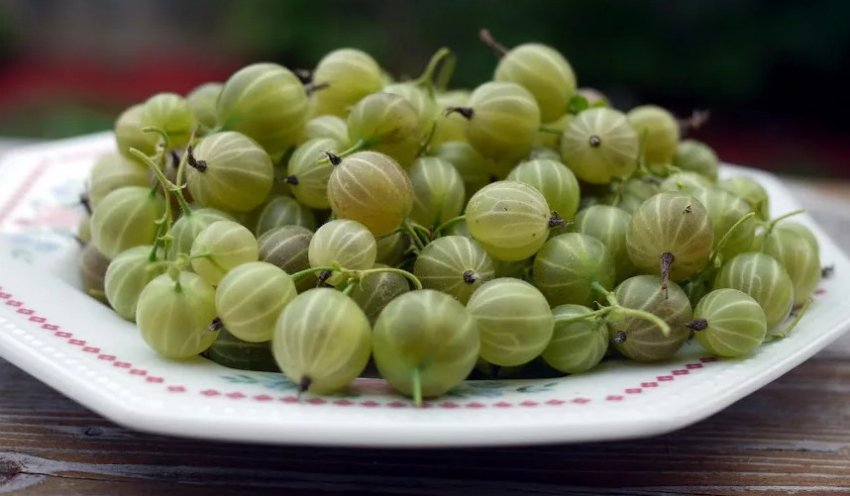 Збір врожаю агрусу Збір врожаю агрусу