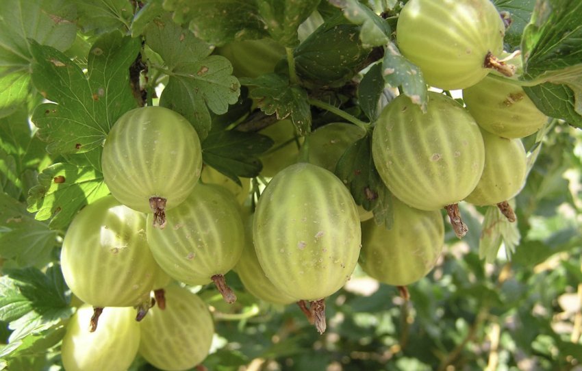 Достиглі ягоди агрусу сорти Балтійський Достиглі ягоди агрусу сорти Балтійський