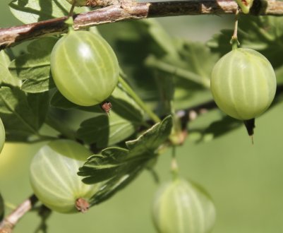 Агрус Балтійський: характеристика, особливості вирощування і розмноження